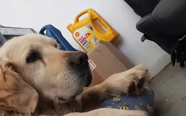 Messi, the golden retriever who was the Fangio Auto workshop mascot